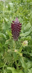 Pedicularis atropurpurea