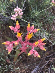 Dudleya saxosa collomiae