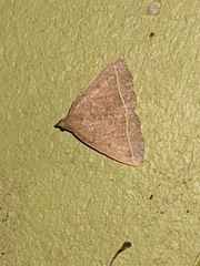 Zanclognatha marcidilinea