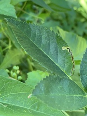 Stigmella rosaefoliella