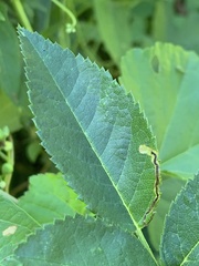 Stigmella rosaefoliella