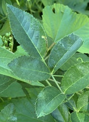 Stigmella rosaefoliella