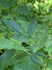 Stigmella rosaefoliella