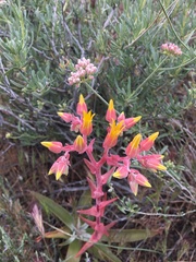 Dudleya saxosa collomiae