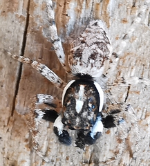 Menemerus semilimbatus