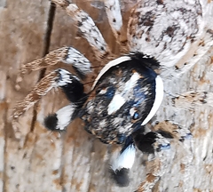Menemerus semilimbatus