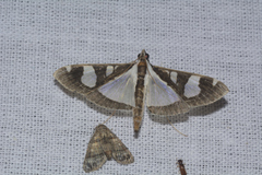 Glyphodes bicolor