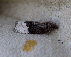 Apotomis betuletana