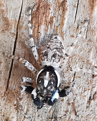 Menemerus semilimbatus