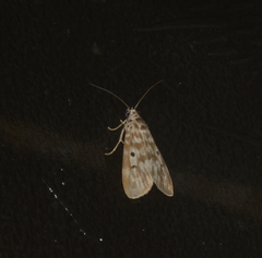 Sommeria marchalii