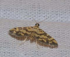 Glycythyma
