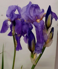Iris pallida