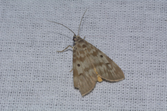 Sommeria marchalii
