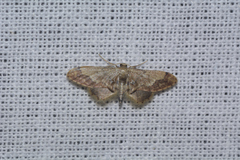 Idaea violacea