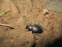 Carabus stscheglowi