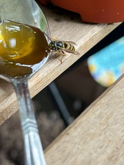 Vespula vulgaris