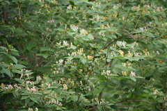 Lonicera × muendeniensis