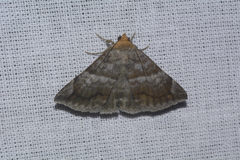 Buzara onelia