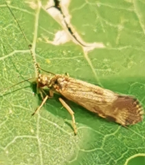 Cheumatopsyche lepida