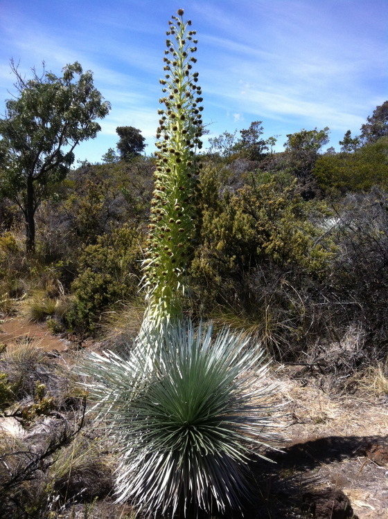 Argyroxiphium kauense