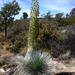 Mauna Loa Silversword - Photo (c) 2011 Eric White, some rights reserved (CC BY-NC-SA)