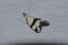 Maliattha quadripartita