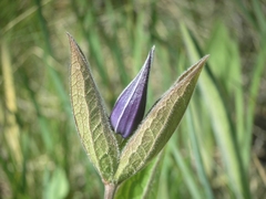 Clematis integrifolia