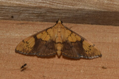 Pleuroptya characteristica