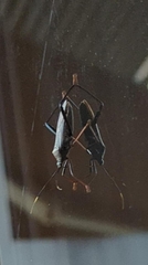 Notobitus meleagris