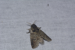 Notodontella ferrifusa