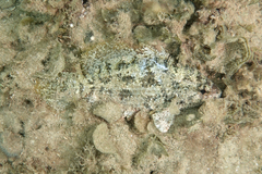 Hypopterus macropterus