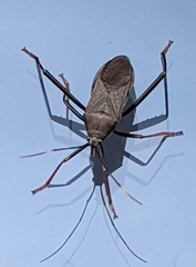 Notobitus meleagris