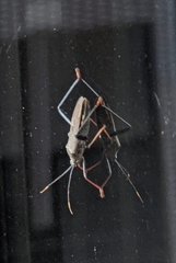 Notobitus meleagris