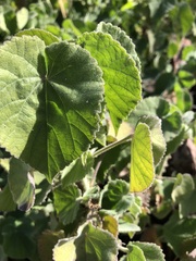 Abutilon leucopetalum