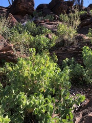 Abutilon leucopetalum