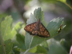 Ecpyrrhorrhoe rubiginalis