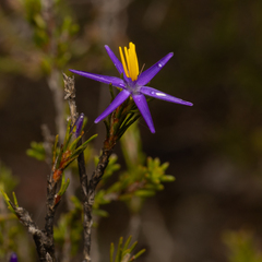 Calectasia