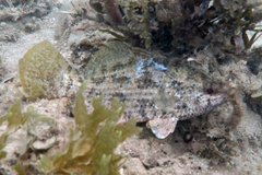 Hypopterus macropterus