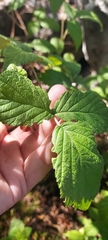 Rubus sachalinensis