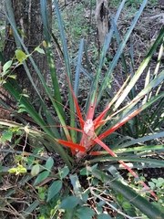 Bromelia serra