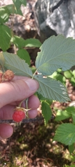 Rubus sachalinensis