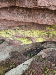 Chrysothrix chlorina