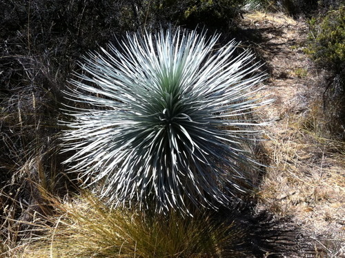 Argyroxiphium kauense