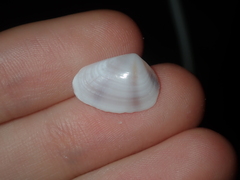 Latona columbella