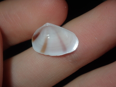 Latona columbella
