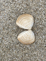 Meretrix
