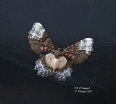 Macrohastina gemmifera