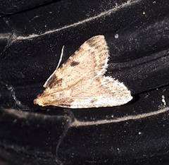 Aglossa costiferalis