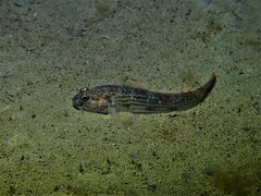 Acentrogobius pflaumii