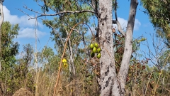 Cochlospermum gillivraei